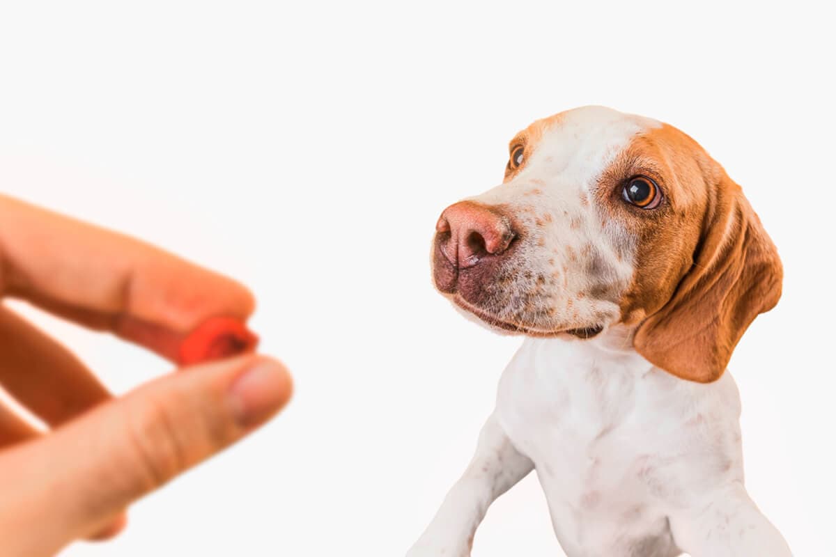 Pet Medications: What You Need to Know